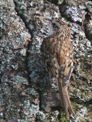 Treecreeper, Loch Lomond NNR, Clyde