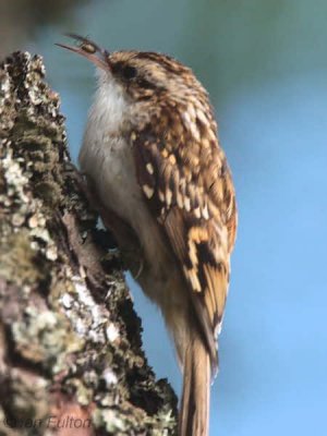 Treecreeper, Loch Lomond NNR, Clyde