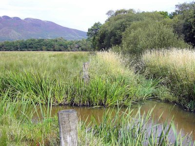 The Crom Mhin marsh and Gartfairn Wood, Loch Lomond NNR