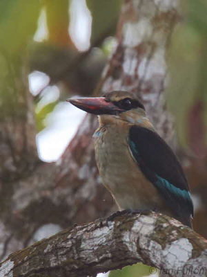 Blue-breasted Kingfisher, Bom Bom Resort, Príncipe