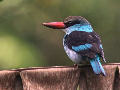 Blue-breasted Kingfisher, Bom Bom Resort, Príncipe