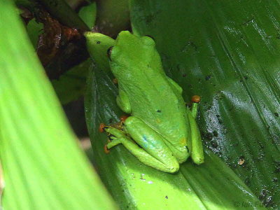 Tree Frog sp, Cao Grande, São Tomé