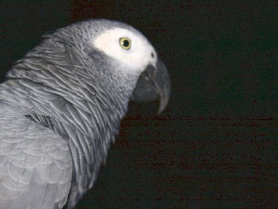 Grey Parrot, Bom Bom Resort, Príncipe