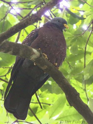 São Tomé Maroon (or Olive) Pigeon, Obô National Park, São Tomé