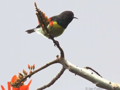Newton's Sunbird, São Tomé