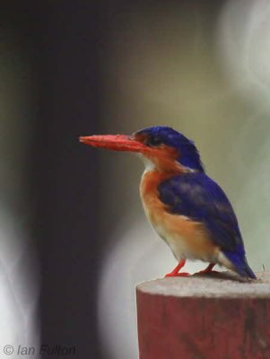 Príncipe Kingfisher, Bom Bom Resort, Príncipe