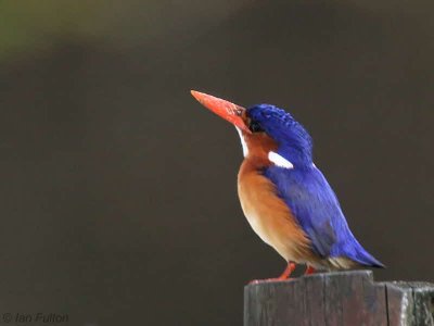 Príncipe Kingfisher, Bom Bom Resort, Príncipe