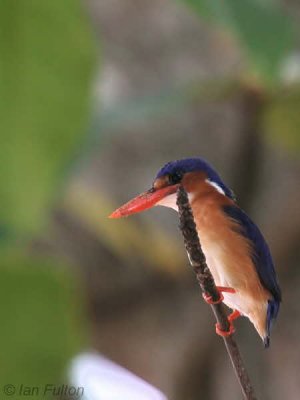 Príncipe Kingfisher, Bom Bom Resort, Príncipe