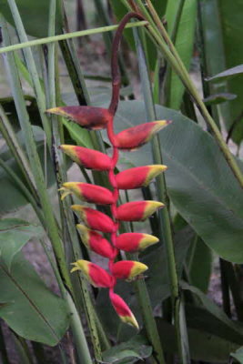 Flowers in hotel garden, São Tomé