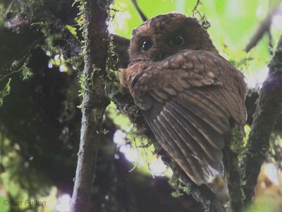 São Tomé Scops Owl, Cao Grande, São Tomé