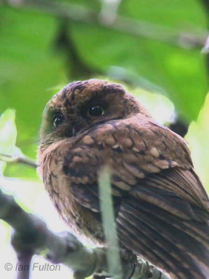 São Tomé Scops Owl, Cao Grande, São Tomé