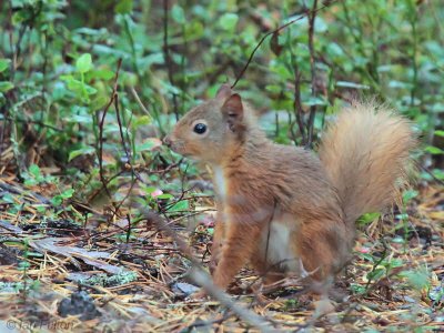 Red Squirrel. Loch Garten, Highland