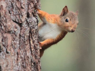 Red Squirrel. Loch Garten, Highland