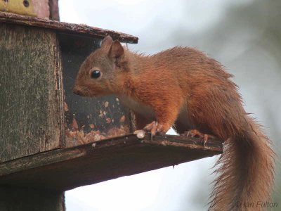 Red Squirrel. Loch Garten, Highland