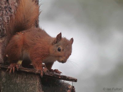 Red Squirrel. Loch Garten, Highland