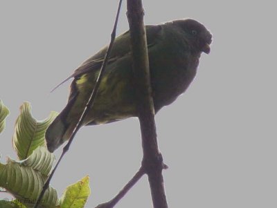 São Tomé Green Pigeon, Roa Bombain, São Tomé