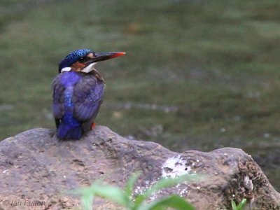 So Tom Kingfisher, Agua Grande, So Tom