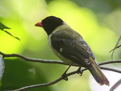 São Tomé Oriole, Cao Grande, São Tomé