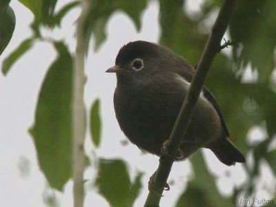 São Tomé (or Black-capped) Speirops, Bom Succeso, São Tomé