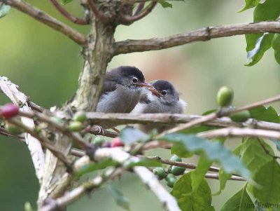 São Tomé (or Black-capped) Speirops, Bom Succeso, São Tomé