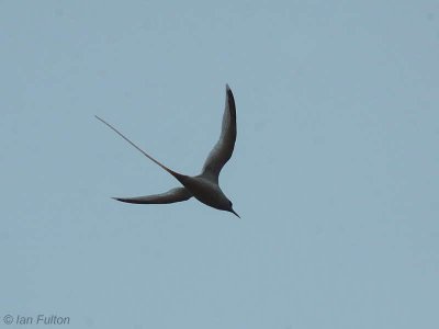 White-tailed Tropicbird, Sete Pedras, São Tomé
