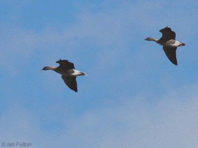 Pink-footed Geese, South Medwin Valley, Clyde