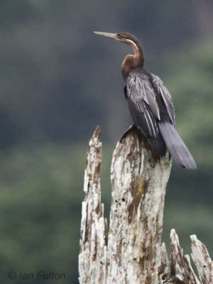 African Darter, Akaka-Longo NP, Gabon