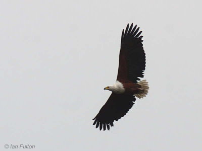 African Fish Eagle, Akaka-Longo NP, Gabon