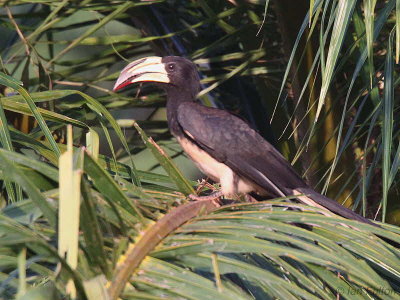 African Pied Hornbill. Ipassa Research Station- Makokou, Gabon