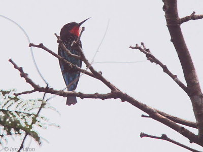 Black Bee-eater, near Makokou, Gabon