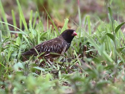Black-chinned Quailfinch, Lope NP, Gabon