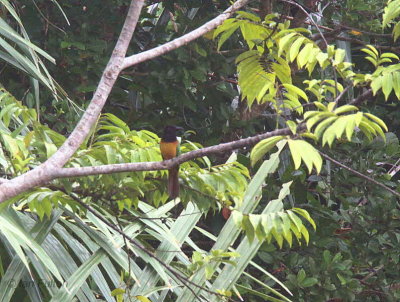 Black-headed Bee-eater, Loango NP, Gabon