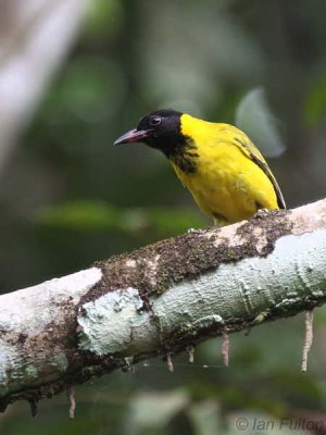 Black-winged Oriole, Akanda NP, Gabon
