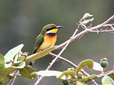 Blue-breasted Bee-eater, Lope NP, Gabon