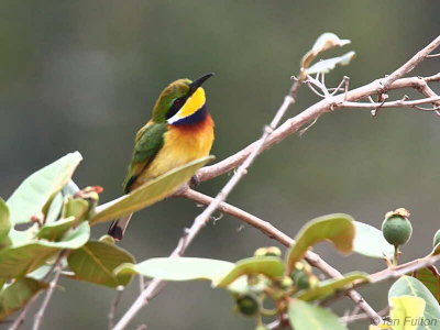 Blue-breasted Bee-eater, Lope NP, Gabon