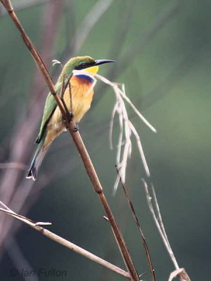 Blue-breasted Bee-eater, Loango NP, Gabon