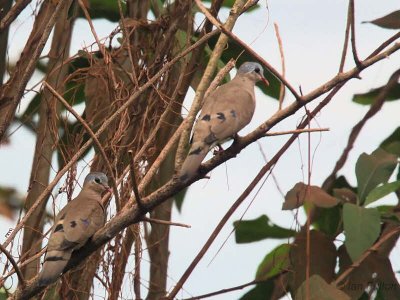 Blue-spotted Wood-Dove, Makokou, Gabon