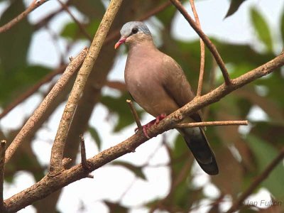 Blue-spotted Wood-Dove, Makokou, Gabon