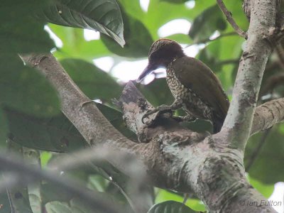 Brown-eared Woodpecker, Ipassa Research Station-Makokou, Gabon