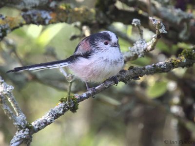 Long-tailed Tit, Loch Lomond NNR, Clyde