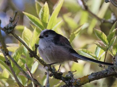 Long-tailed Tit, Loch Lomond NNR, Clyde