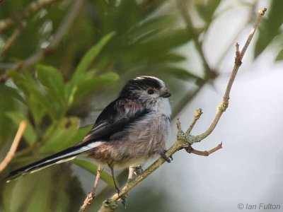 Long-tailed Tit, Loch Lomond NNR, Clyde