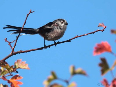 Long-tailed Tit, Loch Lomond NNR, Clyde