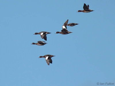Wigeon, Loch Lomond NNR, Clyde