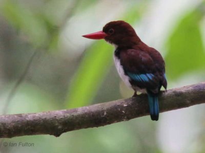 Chocolate-backed Kingfisher, Lope NP, Gabon