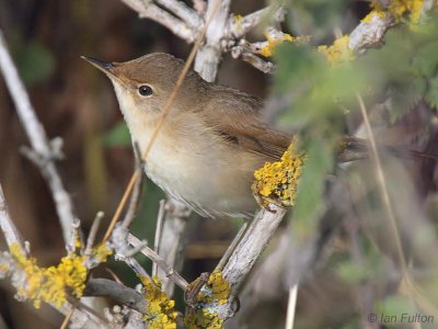 Marsh Warbler, Barns Ness, Lothian