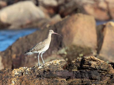 Curlew, Fife Ness, Fife