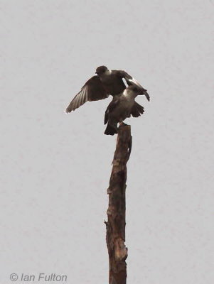 Congo Moor Chat, Leconi, Gabon