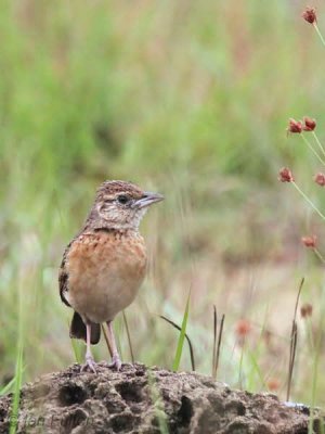 Rufous-naped (Malbrant's) Lark, Leconi, Gabon