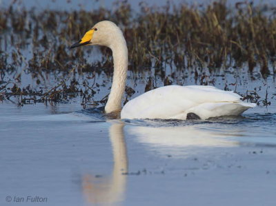 Whooper Swan, Crom Mhin Bay-Loch Lomond, Clyde